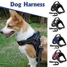 Hundegeschirr Sicherheit