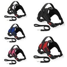 Hund Haustier Gurt Nein Ziehen